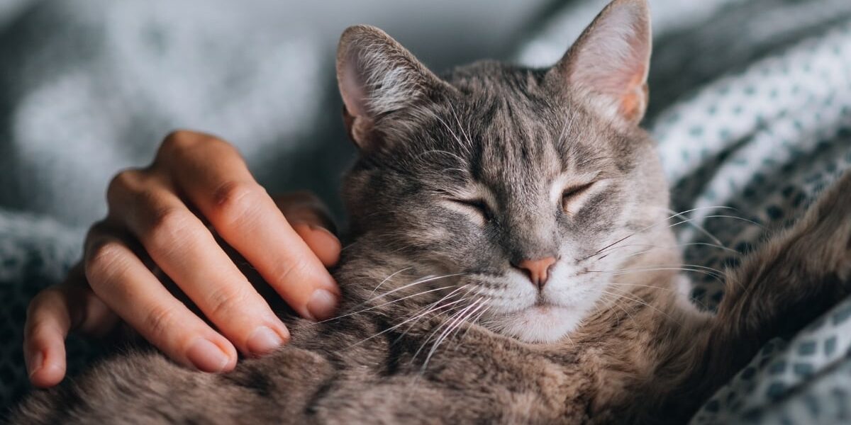 Cat-with-closed-eyes-being-patted