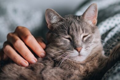 Cat-with-closed-eyes-being-patted
