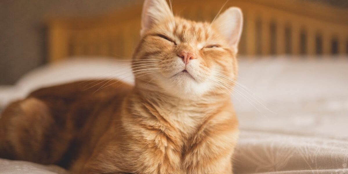 Smiling-Cat-on-Humans-Bed