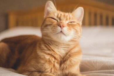 Smiling-Cat-on-Humans-Bed
