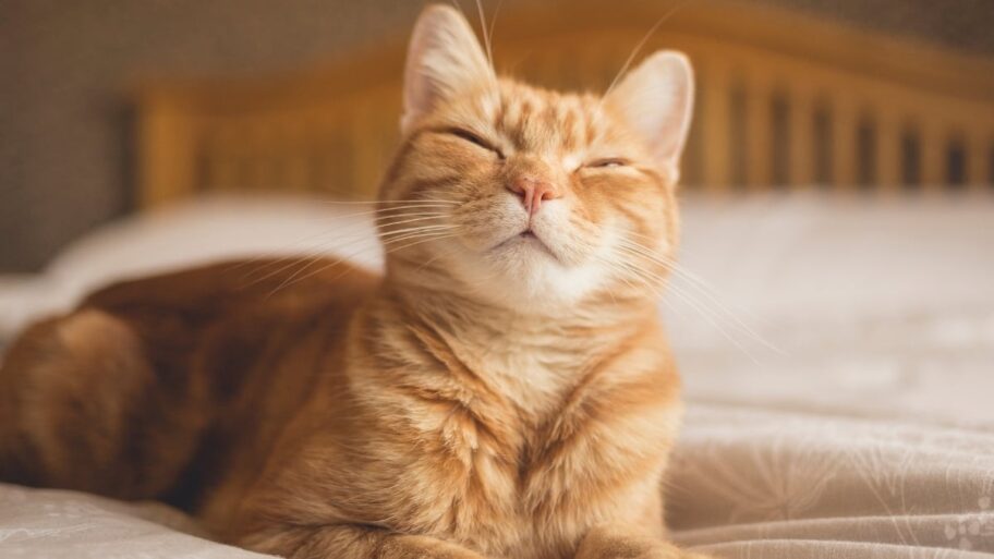 Smiling-Cat-on-Humans-Bed
