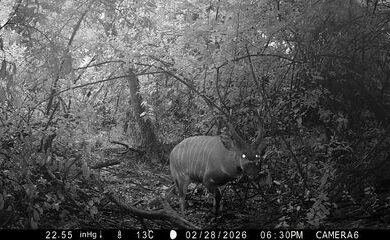 africas_rarest_antelopes_return_to_maasai_mau_confirmed_by_chester_zoo_and_mountain_bongo_pro