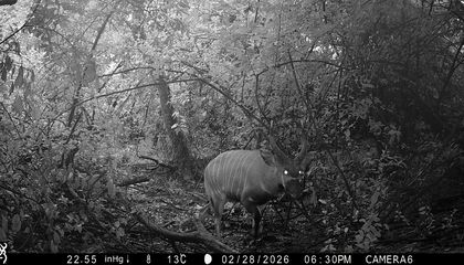 africas_rarest_antelopes_return_to_maasai_mau_confirmed_by_chester_zoo_and_mountain_bongo_pro