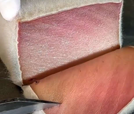 mold-aged-tuna2