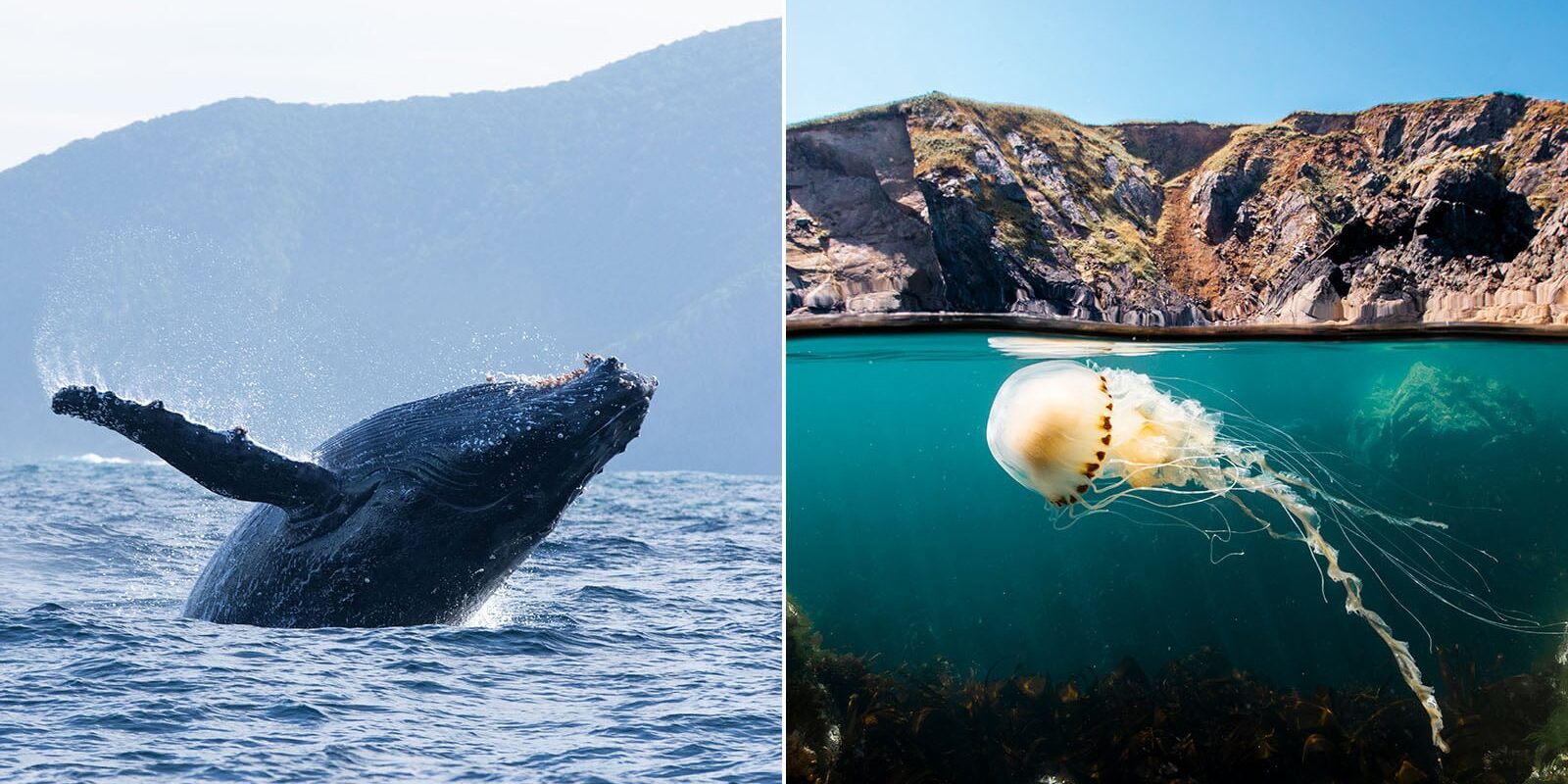 nat-geo-ocean-featured