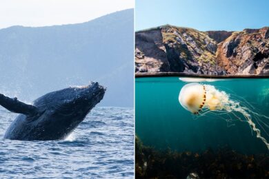 nat-geo-ocean-featured