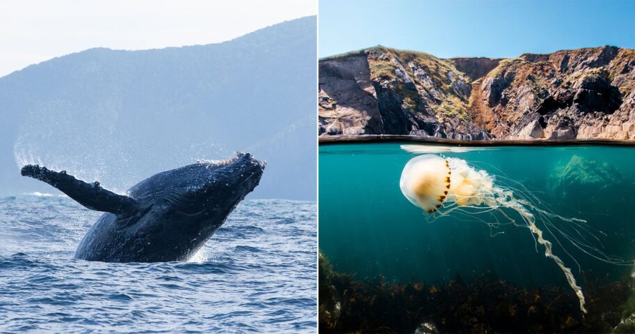 nat-geo-ocean-featured