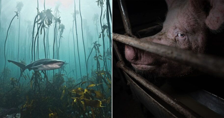 nature-and-humans-photo-contest-featured