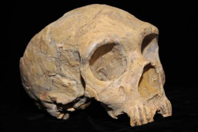 neanderthal-skull