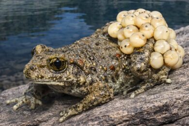 Male-midwife-toad-carrying-eggs-in-the-Pyrenees-
