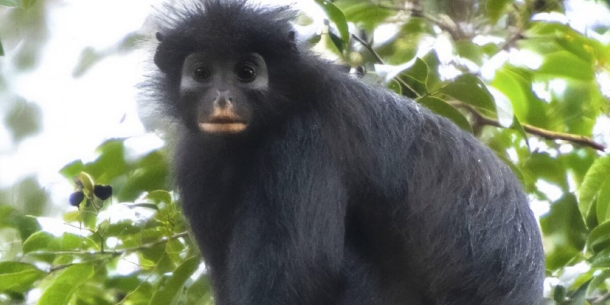 New-Monkey-Species-In-Congo-