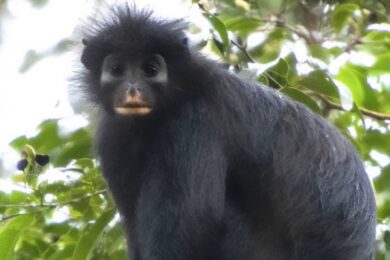 New-Monkey-Species-In-Congo-