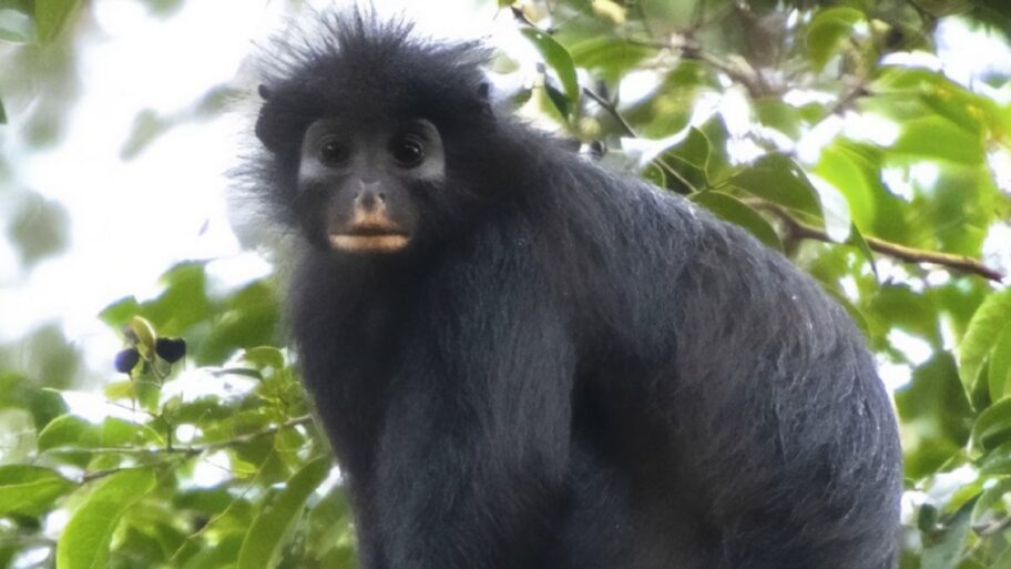 New-Monkey-Species-In-Congo-