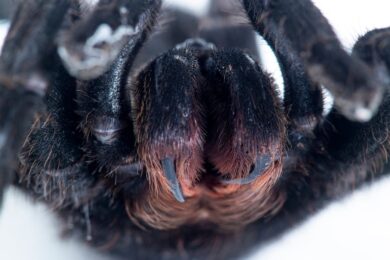 Spider-fangs