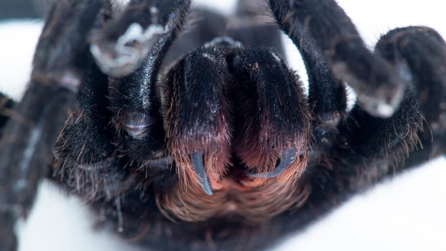 Spider-fangs