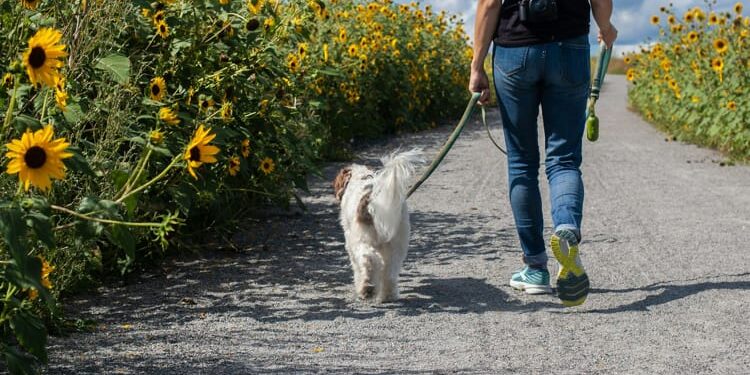 dog-walking