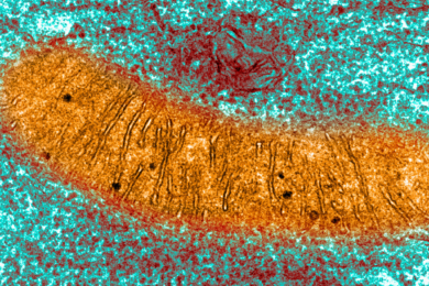 MitochondriaTEM