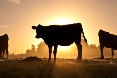 cows-in-field