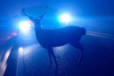 deer-in-the-headlights