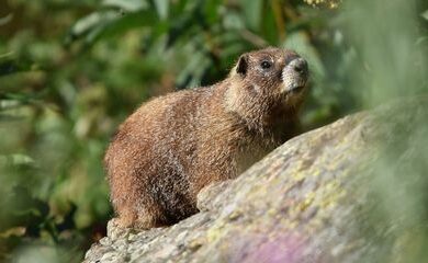 marmot_dandelion_3b531fc2-0a2c-43dd-8549-971ae73358af-prv