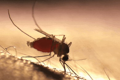 mosquito