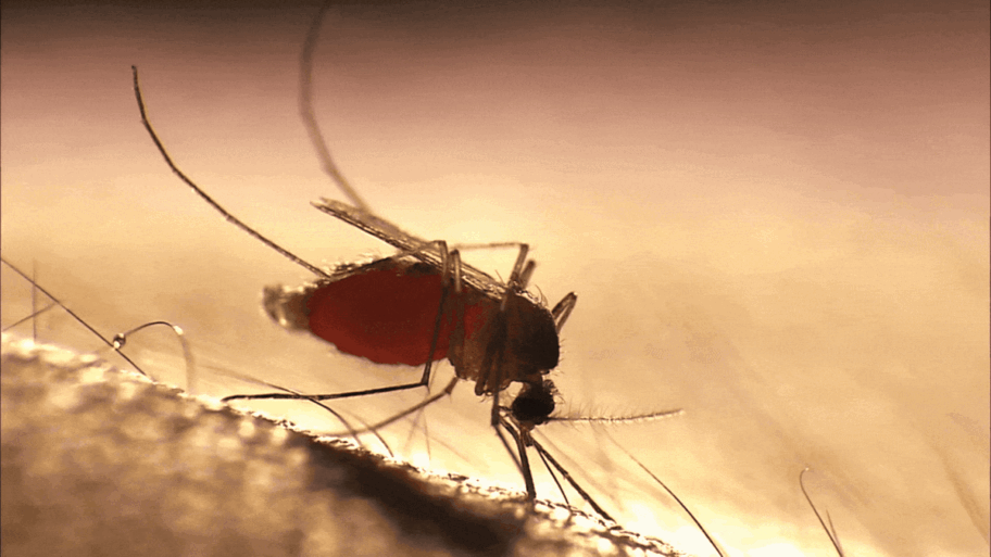 mosquito