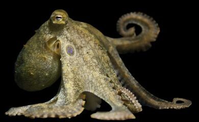 octopus_2