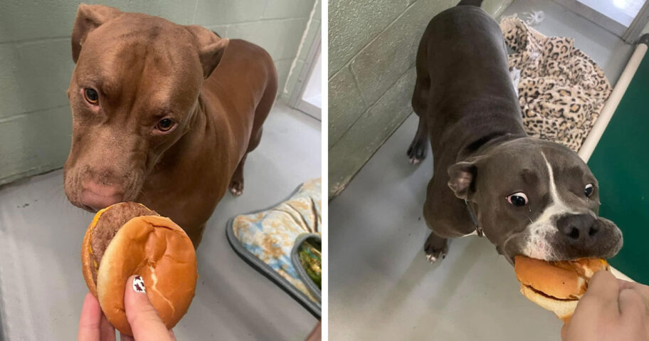 shelter-dogs-hamburger-treats-humane-society-lebanon-county-fb