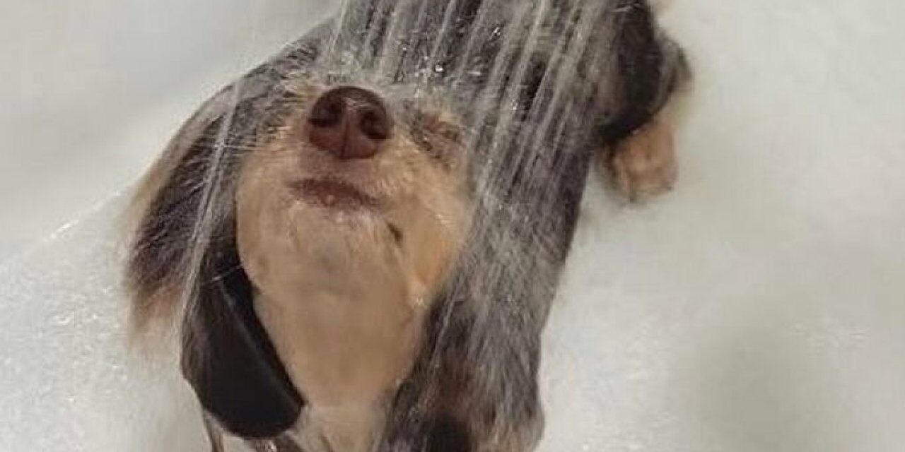 cute-dog-bath-pictures-cover_720