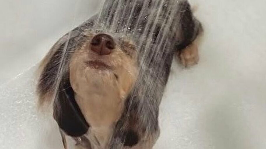 cute-dog-bath-pictures-cover_720