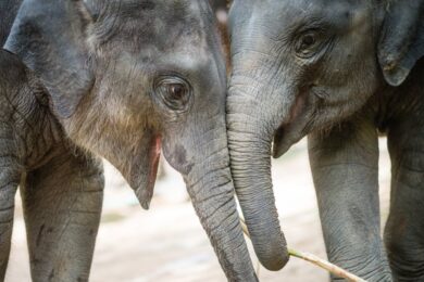 cute-young-elephants