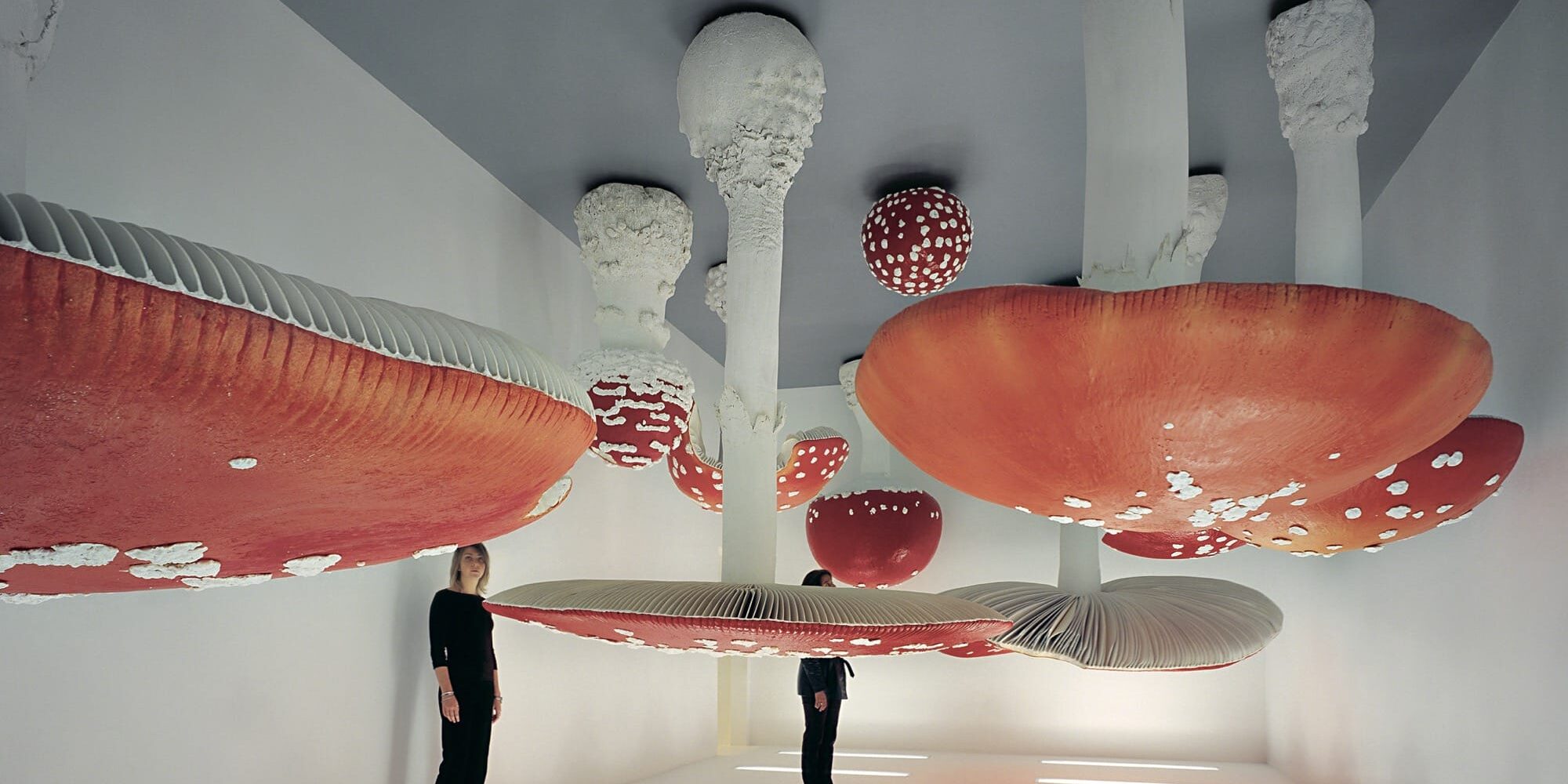 fungi-7
