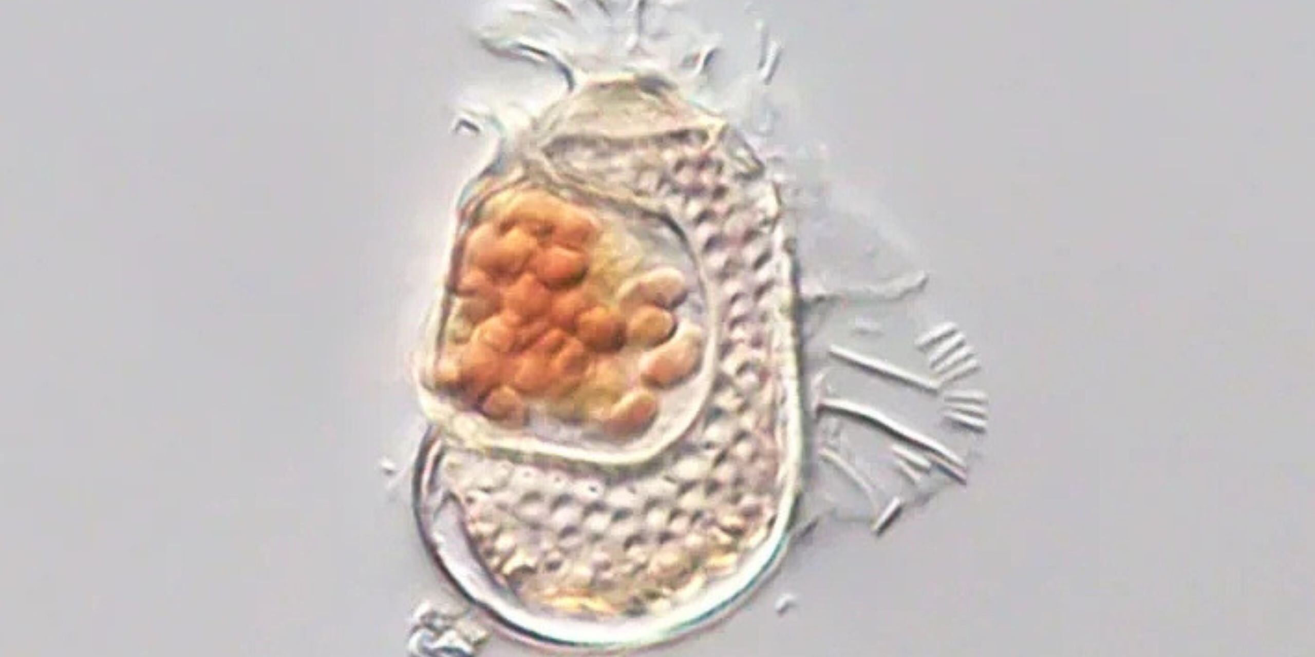 MicrobeNewLife