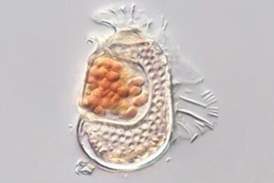 MicrobeNewLife