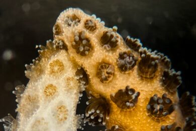 ©Dannny-Collins-underwater-recovery-2560x1440-1