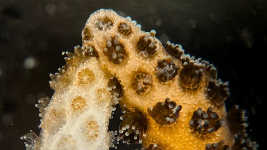©Dannny-Collins-underwater-recovery-2560×1440-1